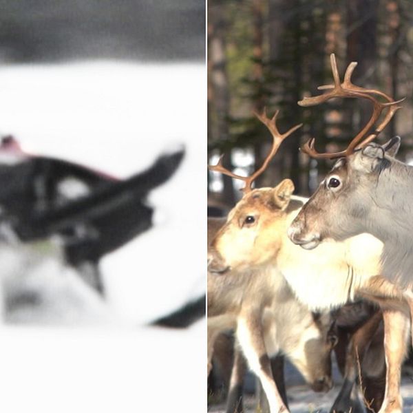 En  skoter som kör i vintermiljö i en splitbild med två renar.