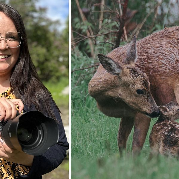 Sandra Malmsten står med ett leende på läpparna och håller i sin kamera och rådjursmamman gör rent kidet.