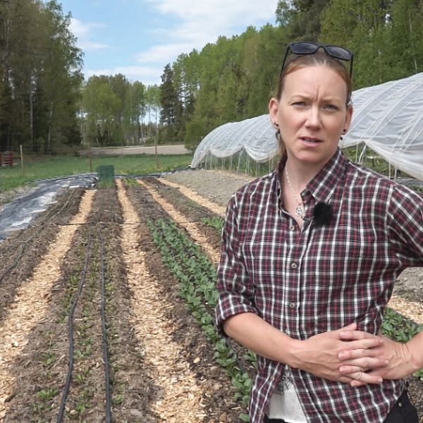 MaryAnn står framför några av sina långa odlingsbäddar. Till höger och vänster syns delar av två odlingstunnlar. I bakgrunden skymtar tre bikupor.