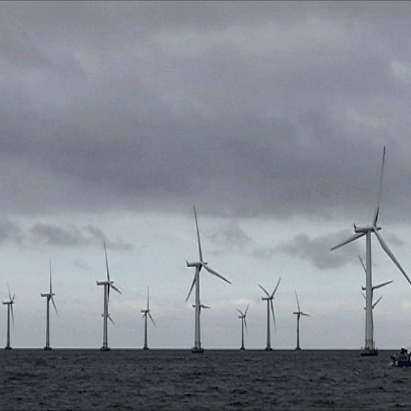 Flera vindkraftsverk som står ute till havs