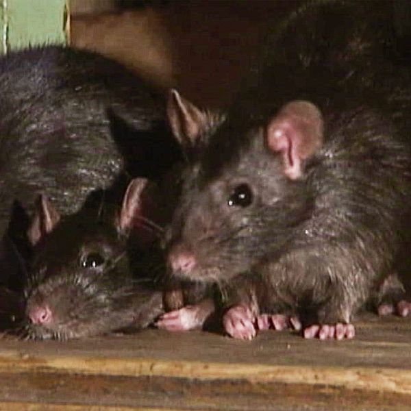 Tre bruna råttor ihopkurade i ett hörn.