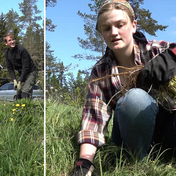 Två ungdomar som rensar lupiner. På landet i Söråker, Timrå kommun bor dem.