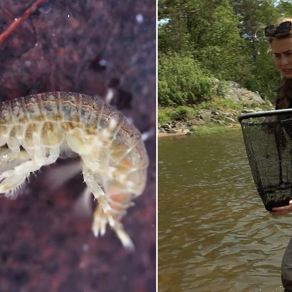 Tvådelad bild: En större rovmärla, ett kräftdjur, och Erika Karlsson, samordnare för invasiva arter i sötvatten vid länsstyrelsen i Värmland