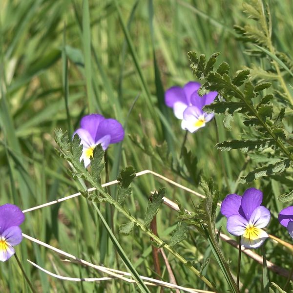 Lila blomma med gult i mitten