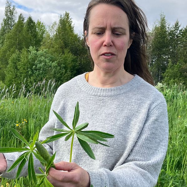 Naturvårdaren Marlene Olsson står i en gräsbeklädd backe full med lupiner. I videon förklarar hon varför det är viktigt att bekämpa växten.