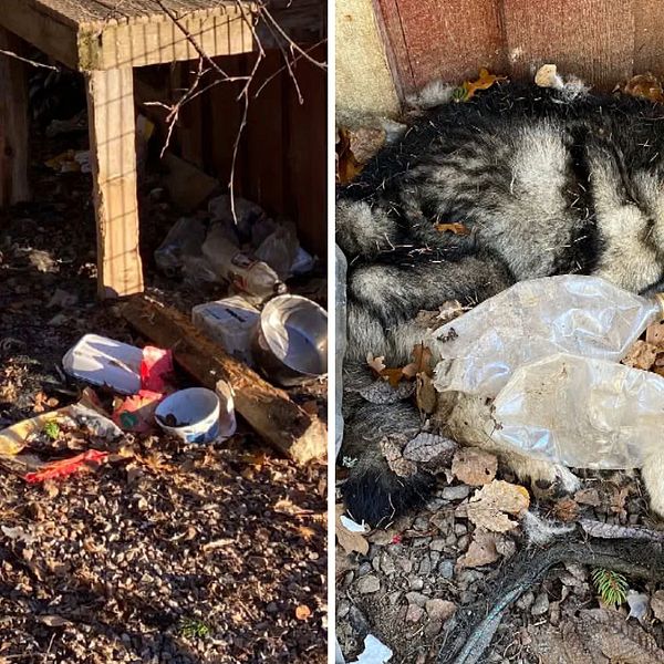 Bilden är ett montage. Till vänster syns insidan av en hundgård där det ligger massor med skräp på marken. Till höger syns en hund som ligger ner på marken.