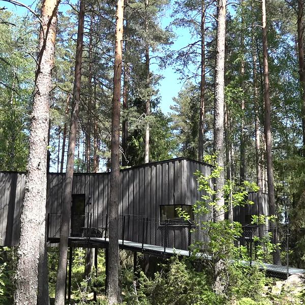 Trähus i skog en sommardag med blå himmel