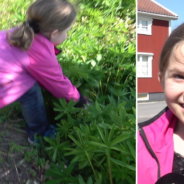 en flicka med rosa jacka som jobbar med att rycka upp växter  – till höger en porträttbild på samma flicka