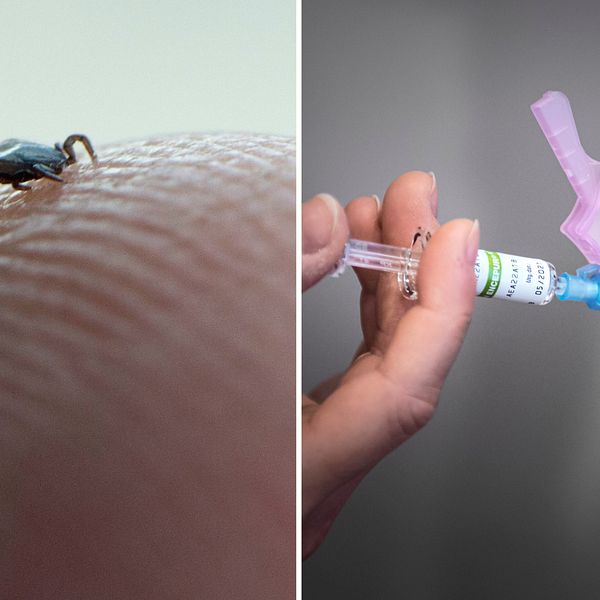 Till vänster en fästing som sitter på ett finger. Till höger en arm och en spruta som är påväg att sticka.