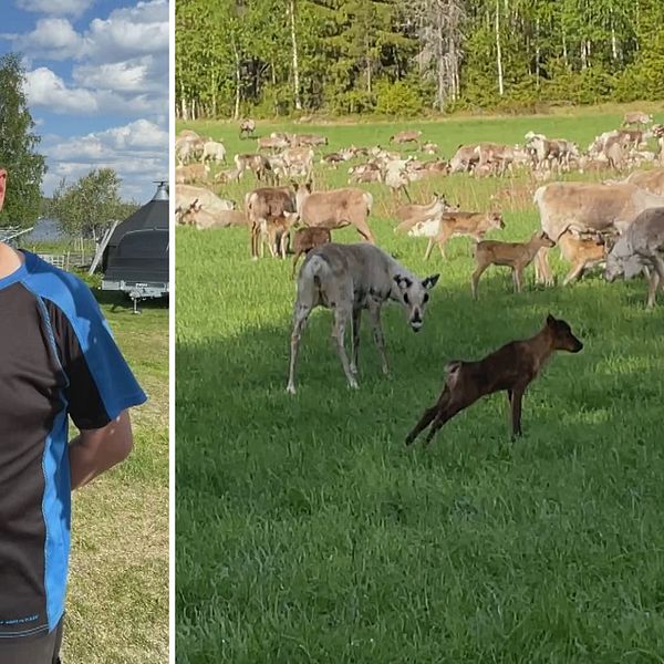 Renar tog över åkrar i Åskilje – bönder förtvivlade: Äter upp första ...