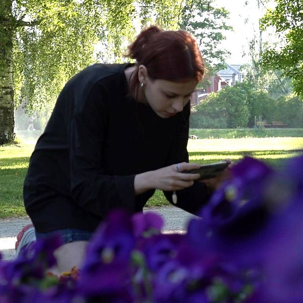 Inessa Kushnaraova fotograferar blommor med sin telefon, i stadsparken i Arvika.
