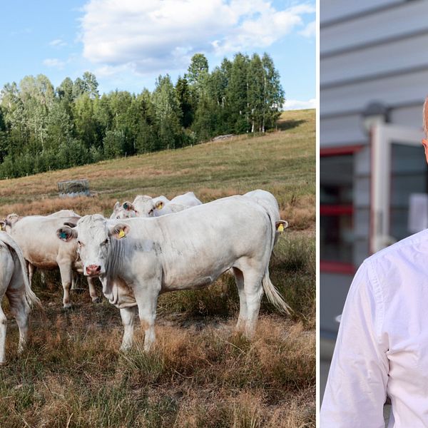 Kossor på torr betesmark. Torkan får stora konsekvenser för köttproducenter i Skåne.
