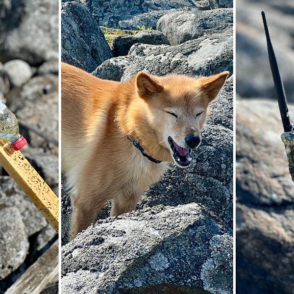 Tre bilder: upp och nedvänd vattenflaska, hund och en kamera