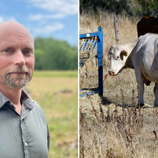 Delad bild en man som tittar in i kameran framför en betesäng. Den högra bilden visar två kor som står vid en torr betesäng och får foder.