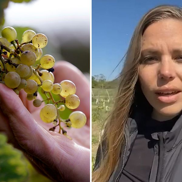 Vinodlare Emma Serner om hur klimatförändringar gjorde att hon drog igång en vingård på Gotland istället för Italien.