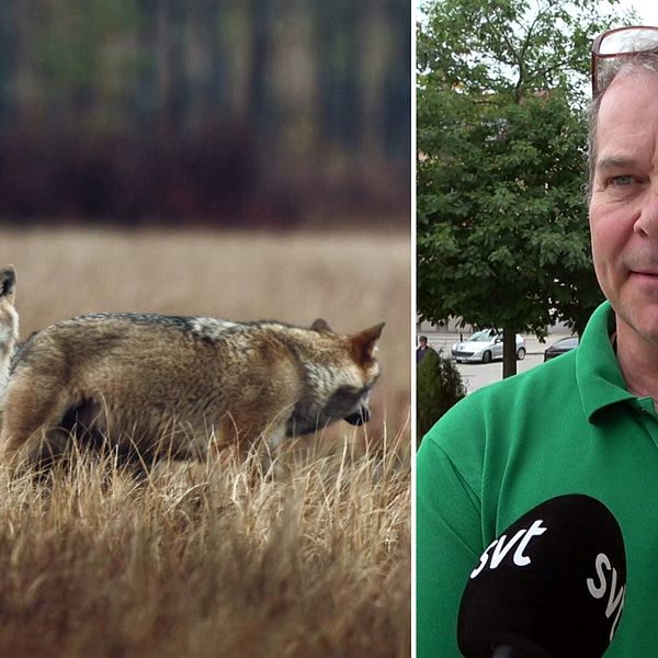 Vargar i natur. Lars Persson, ordförande Jägareförbundet i Skåne.