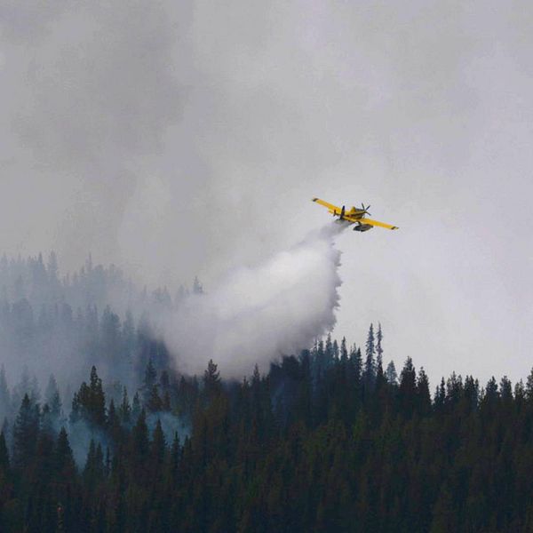 Ett gult flygplan släpper ner vatten över skogen i Sorsele, det är rökigt i skogen och himlen är alldeles grå. Flygplanet är skickat från MSB för att hjälpa till med släckningsarbetet.