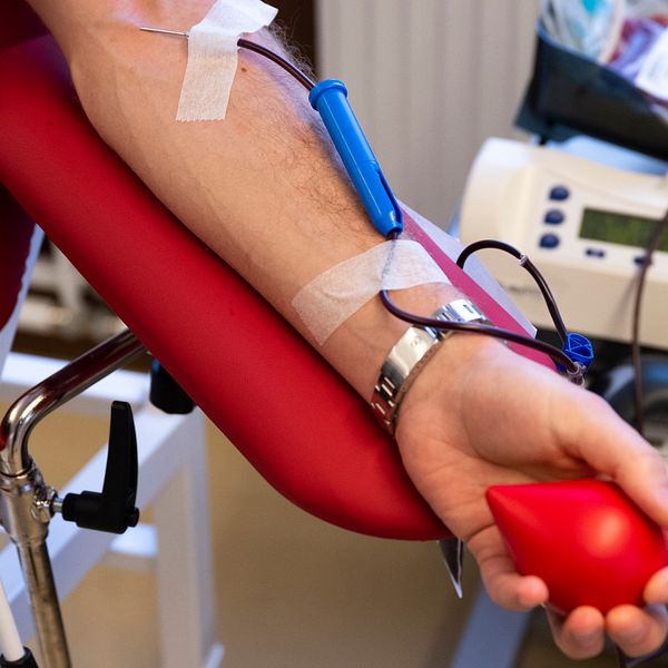 En blodgivare ger blod vid Blodgivarcentralen på Odenplan i Stockholm. Närbild på arm med slang som är fylld med blod. I handen håller personen en röd ”stressboll”.