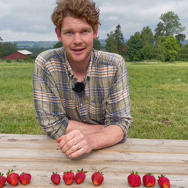 Anders Wallemyr är jordgubbsodlare. Här sitter han vid ett bord med olika sorters jordgubbar framför sig.