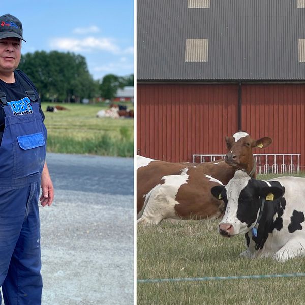 Ingemar Lundqvist vid sin gård och två kor framför en lada.