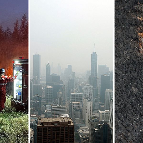 Bild på brandman vid brand i Kanada, bredvid bild på ett rökigt Chicago i USA dit röken spridits, bredvid bild på kontrasten mellan bortbränd skog i anslutning till ett grönt skogsparti.