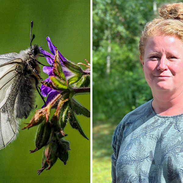 Bild på en fjäril på en blomma. Till höger ser man Maria Lundgren på Länsstyrelsen i Västernorrland.