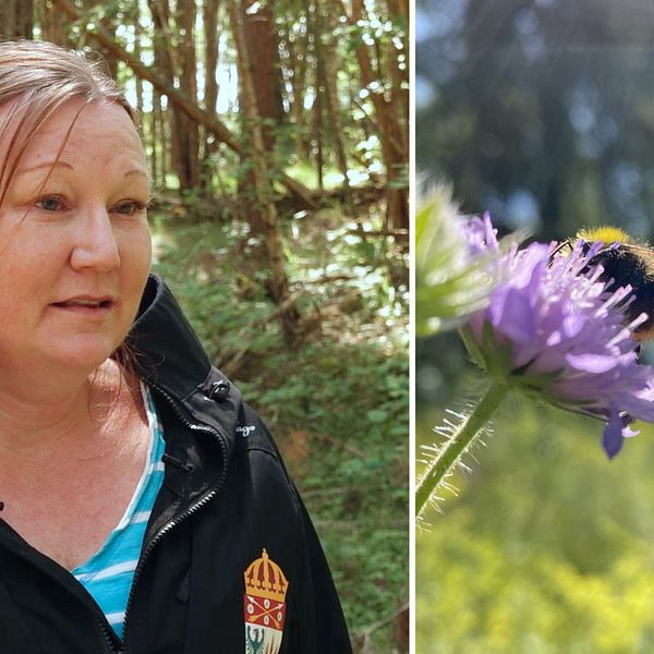 Liv Hellquist, enhetschef för Art och landskap på Länsstyrelsen i Örebro och bild på en humla på en väddblomma.