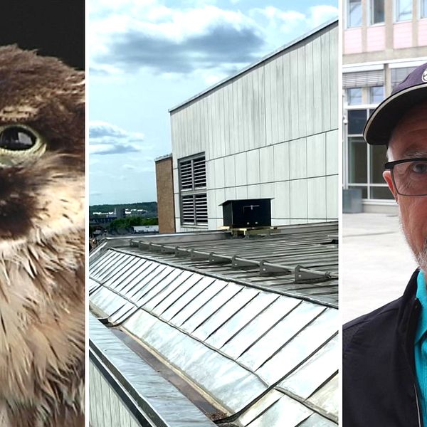 Tredelad bild. Till vänster en rovfågel, i mitten en stor fågelholk och till höger Ronnie Lindqvist, ordförande för Närkes ornitologiska förening.