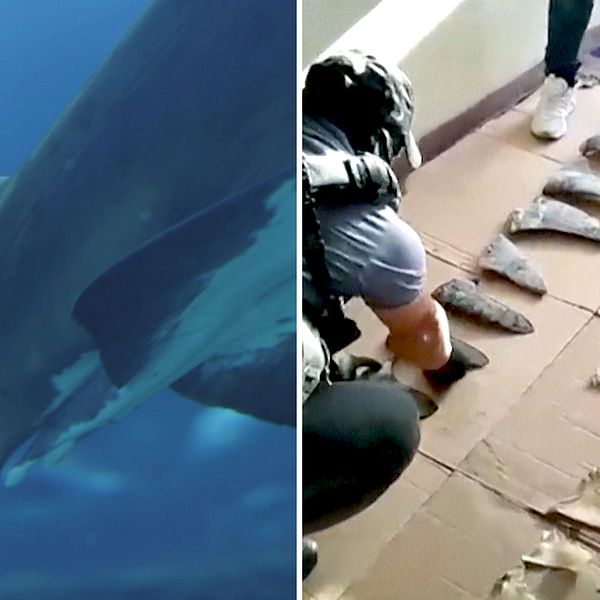 Sex ton hajfena i en tolv meter lång container. Se polisens bilder från det rekordstora beslaget i Panama här.