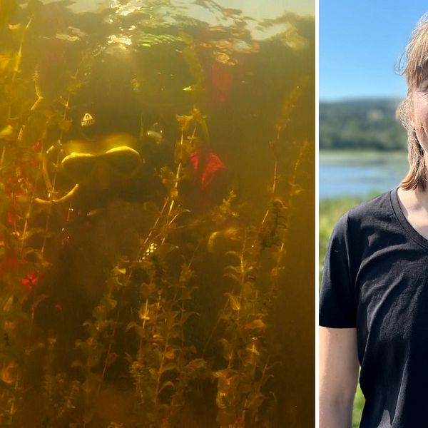 Kollage. Till vänster en dykare med massor av den invasiva arten vattenpest. Till höger Tove Lönneberg som har axellångt hår och en svart t-shirt med Länsstyrelsen Västernorrlands logotyp i vitt.