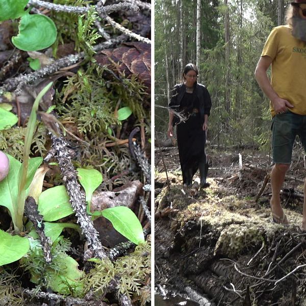 Bilden är ett montage. Till vänster syns ett finger som pekar mot en växt i skogen. Till höger syns tre personer som går igenom skogen.