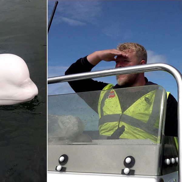 Två bilder. På ena sidan syns en vit val i vattnet. På andra sidan står två personer på en båt, en man och en kvinna och spejar över vattnet.