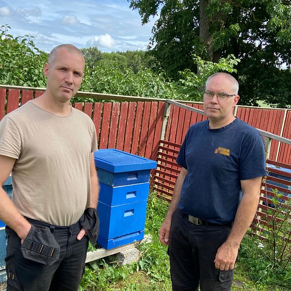 Martin Svensson och Håkan Albrektsson ser allvarliga ut. De står i en trädgård, bakom dem står det bikupor.