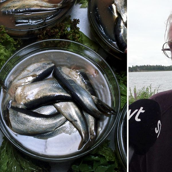 Till vänster: Bild på surströmming i burkar. Till höger Björn Lundgren står utanför sin surströmmingstillverkning i Rovögern med vatten i bakgrunden.