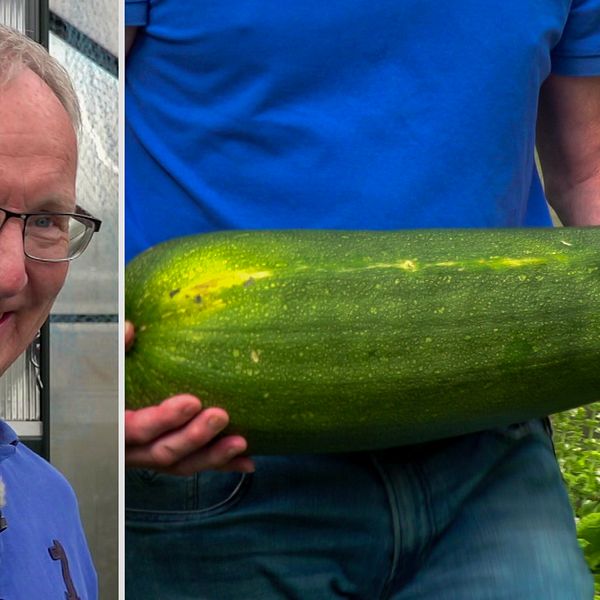 En man i blå tröja som ler, delad bild med jättezucchini