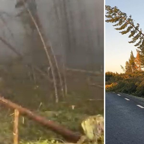 Splittbild. Till vänster en skog där flera träd ligger fällda efter att ovädret Hans dragit fram. Till höger en gran som hänger olycksbådande över bilvägen.