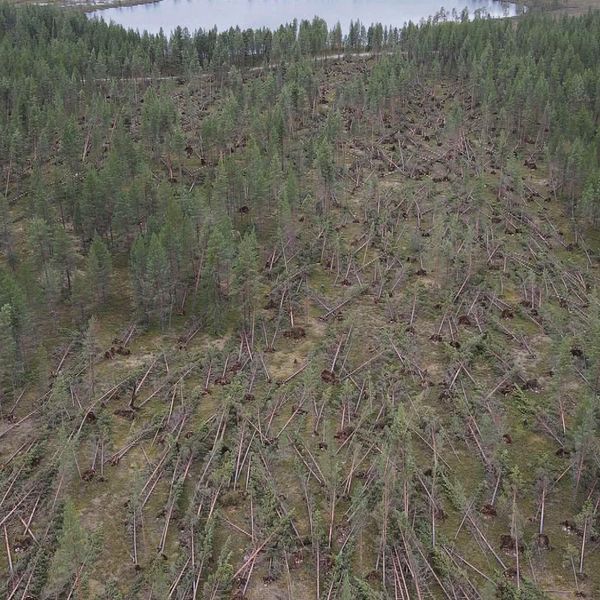 drönarbild stormskadad skog