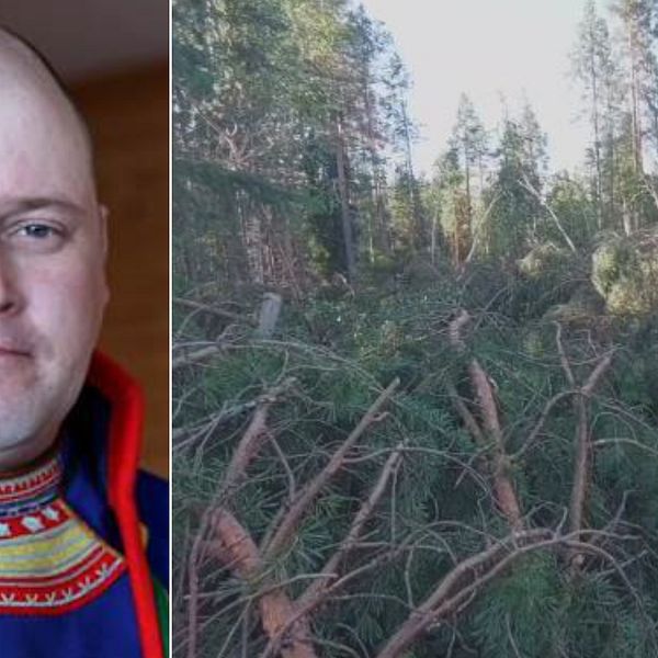 renskötaren Jörgen Stenberg i Malå; många nedfalla träd i en hage