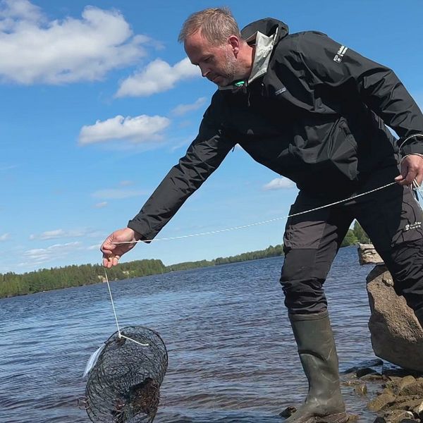 Fiskerikonsulenten Tony Söderlund kastar i en kräftbur i Skellefteälven.