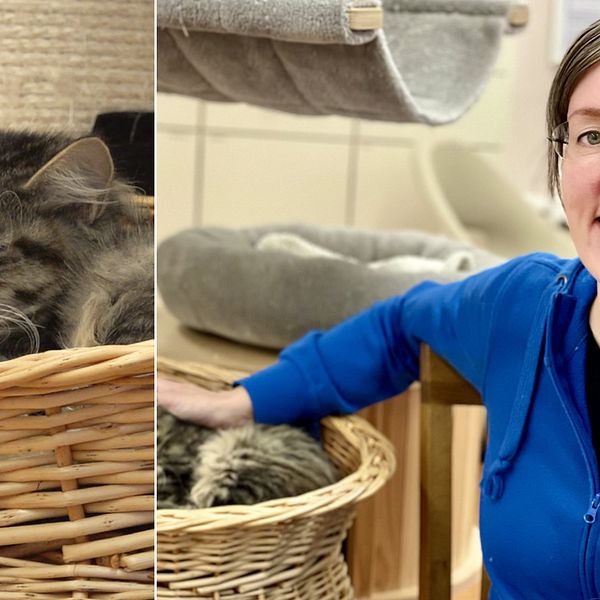 katt och en volontär från katthem