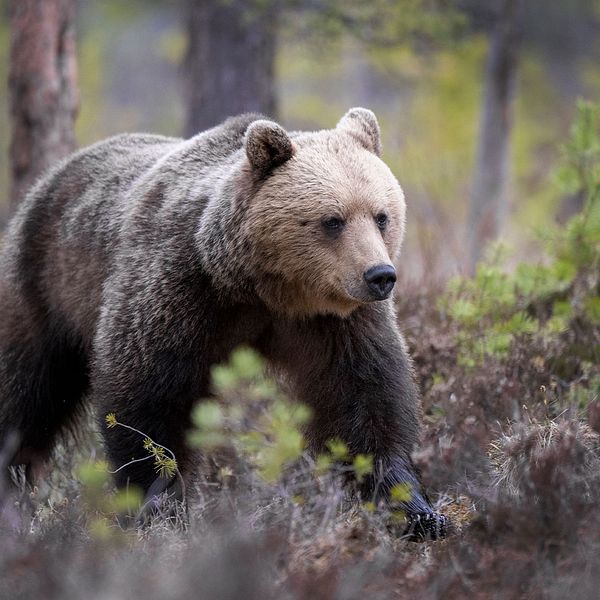 Björn fotograferade i Hälsingland