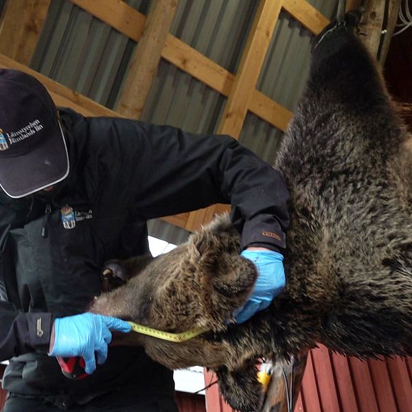 En man från länstyrelsen mäter en död björnhona som är upphängd under ett plåttak.