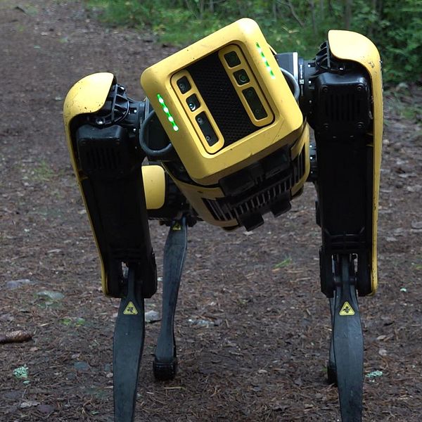 Gul robot i skog