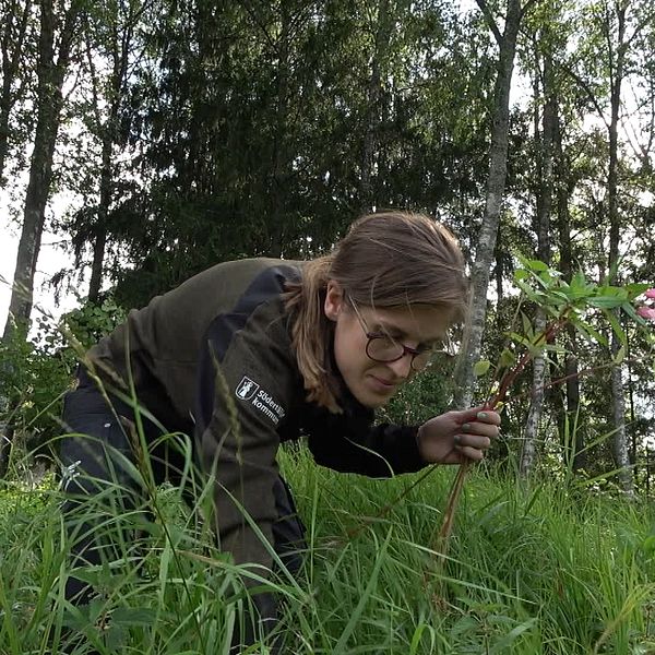 En kvinna i gröna kläder böjer sig ned mot marken och plockar invasiva växter