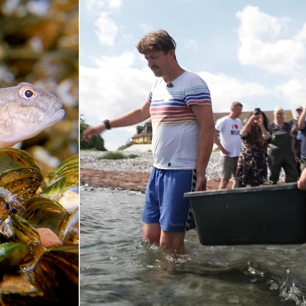 Den invasiva svartmunnade smörbulten hotar andra fiskarter i Öresund och Östersjön. I Danmark har man nu ett projekt där man föder upp, och som här på bilden, släpper ut piggvar.