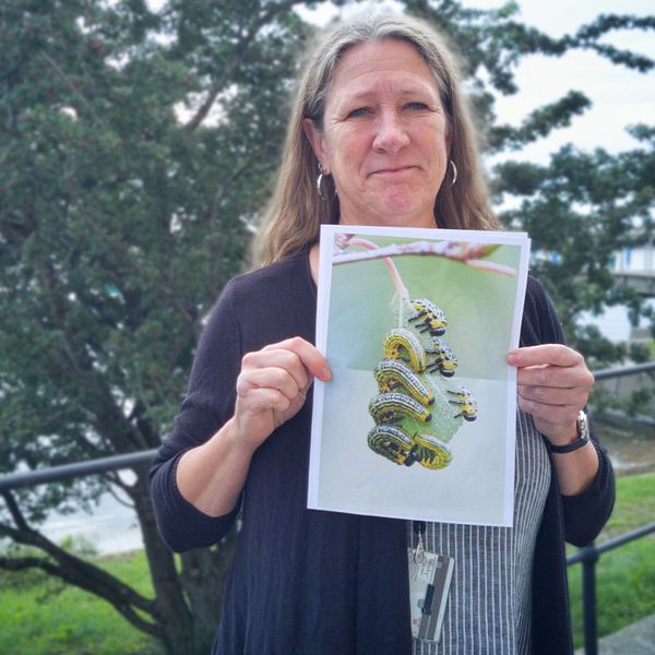 Helena Lager visar en bild på en Blåsvart Björkstekel.