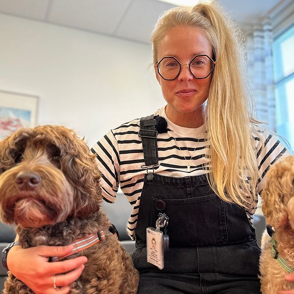 Två terapihundar på bup i Skellefteå av rasen australiensisk labradoodle sitter tillsammans med terapihundsförare