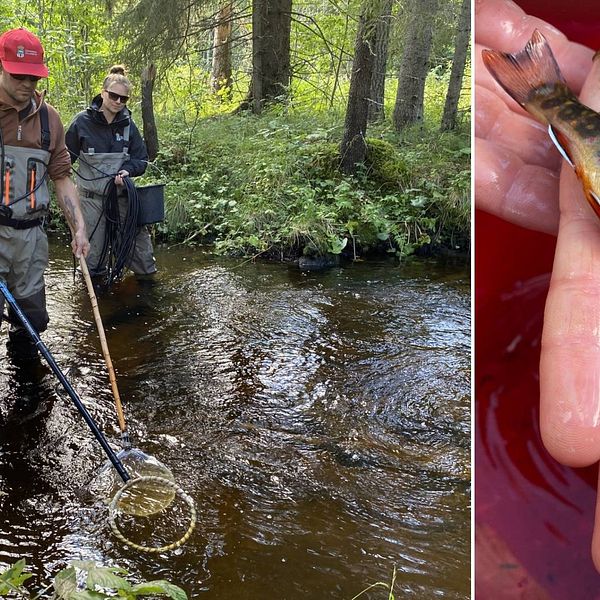 Delad bild, dels på man och kvinna som elfiskar i vattendrag, dels på två små fiskar.