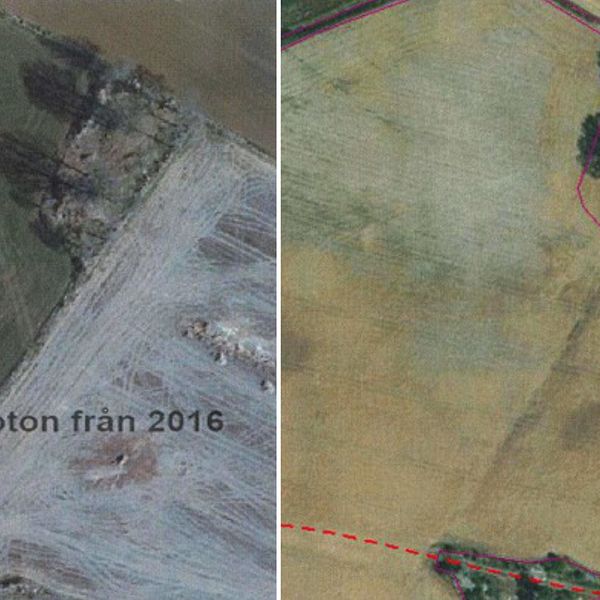 I flygbilden till vänster från 2016 syns en stenmur löpa från trädklungan och nedåt. Till vänster: Samma vy från ett flygfoto från 2018 där hela stenmuren är borttagen.