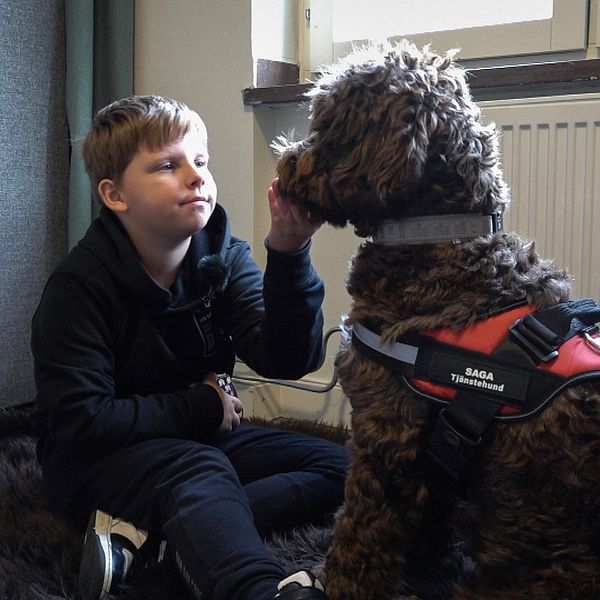 Bild på en tioårig pojke som tittar på och klappar en brun hund av rasen Australian labradoodle.